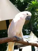 umbrella (3).webp