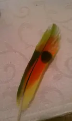 IMAG0382.webp