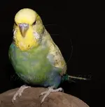 Darwin2CropWeb.webp