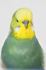 Darwin3Web.webp