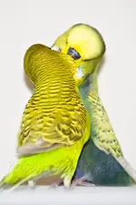 FriendsWeb.webp