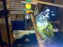 Keen-drowned-rat.webp