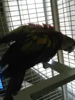 First Time on Perch (10 Weeks).webp