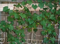 003.webp