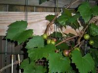 004.webp