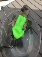 ImageUploadedByTapatalk1376160408.356688.webp ImageUploadedByTapatalk1376160408.356688.webp