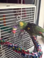 Coco toy.webp
