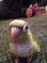 super cute close up.webp