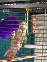 drowned rat Perseus!.webp