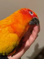 Lily thumb cuddle.webp