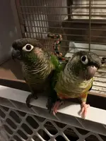 Birds3-1.jpg.webp