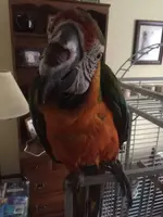 big bird 4.webp