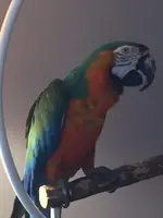 big bird 3.webp