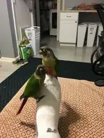 Birds1.webp