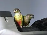 Birds2-1.JPG.webp