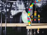 eggbertha2.webp