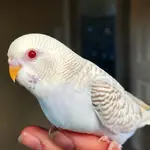 fallow budgie.webp