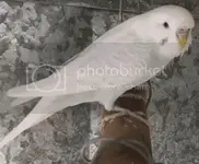 extreme dilute budgie.webp