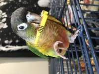 tempImageAJFHwr.webp
