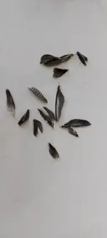 WhatsApp Image 2022-07-30 at 8.42.26 AM.webp