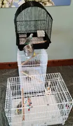20220802_130503.webp