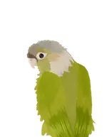 cypress attempt.webp