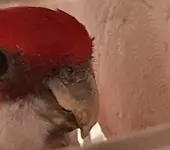 beak01.webp