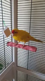 kakariki.webp