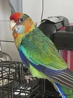 parakeets-birds-for-sale-very-social-cromer-image-4.webp