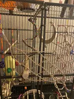 Cage Set Up 2.webp