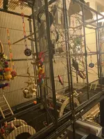 Cage Set Up 3.webp