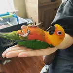 Chillin Beaks.webp