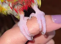 birdy2.webp