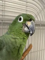 tempImage6cWskr.webp