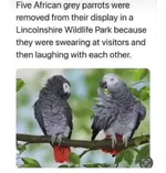 Screenshot_20230409_173655_DuckDuckGo.webp