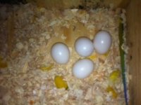 eggs2.aspx.jpg