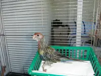 DSCF0049.webp
