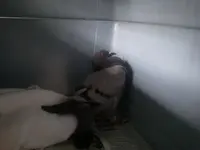 PigeonEvelKnievelSept12.webp
