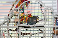 Diamonds-Deck_MG_0478-small.webp