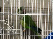 quakers 008.webp