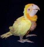 Baby Golden Macaw.jpg