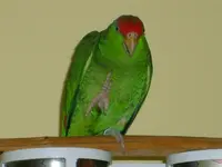 S5000459.webp