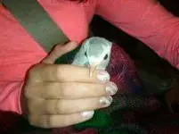 lost pigeon.webp
