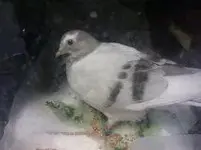 lodt pigeon 2.jpg