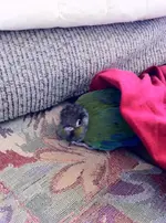 photo-1.webp
