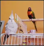 Nice oz and ash.webp