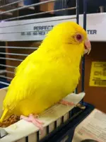 Soleil.webp