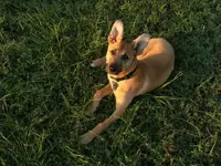Camera dump september 2013 Ranger and Kittens etc. 195.webp