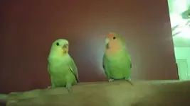 birds.webp