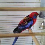 parakeet.webp